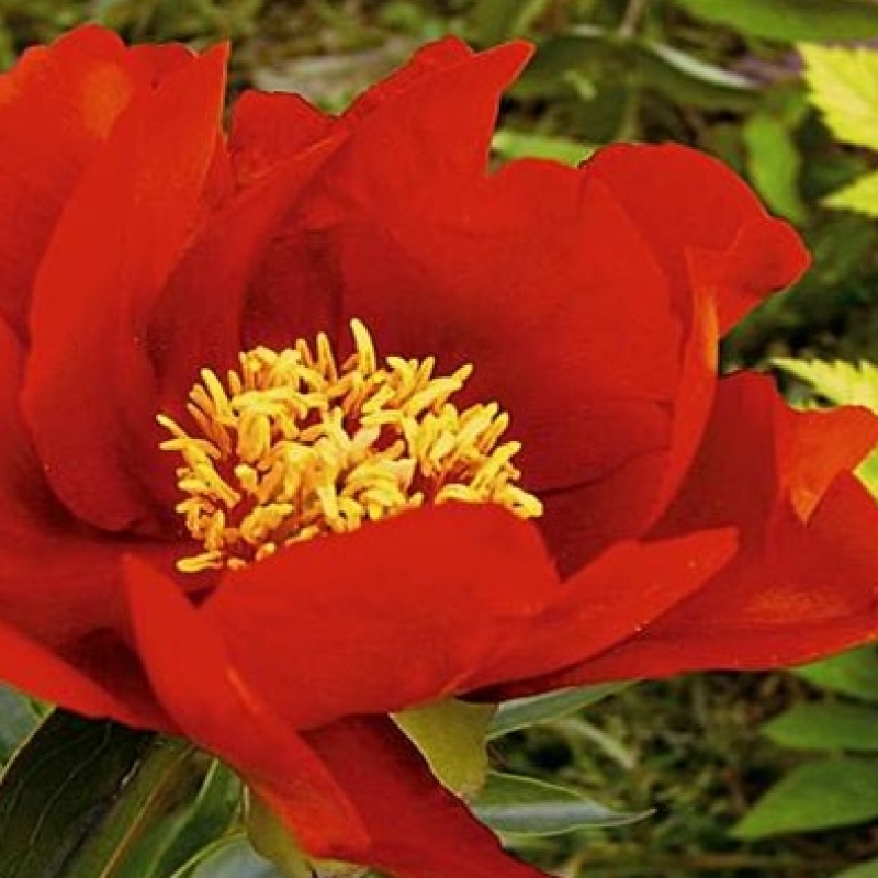 Пион молочноцветковый 'Оранж Глори' (оранжево-красный анемоноцветный)