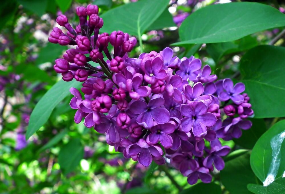 Сирень обыкновенная 'Джавахарлал Неру' (лилово-фиолетовые)