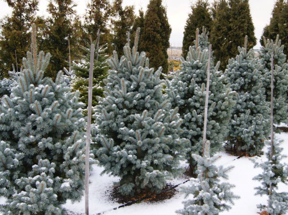 Ель колючая 'Ретрофлекса'