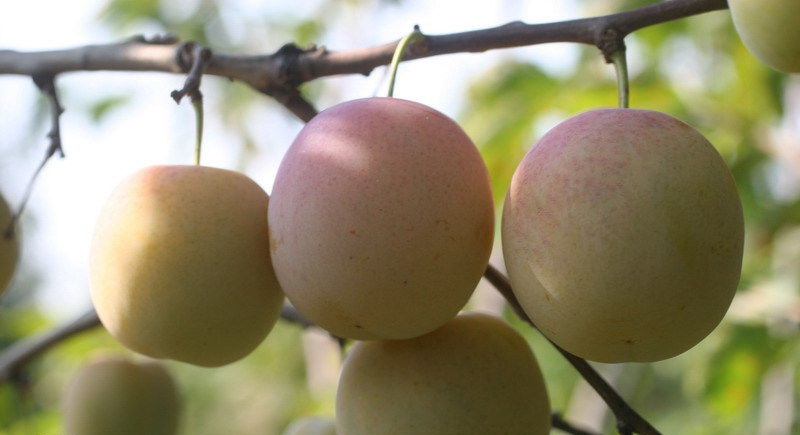 Слива домашняя 'Белая Крупная'