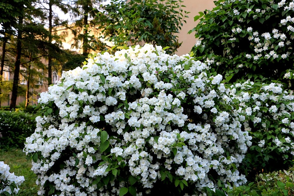 Чубушник виргинский