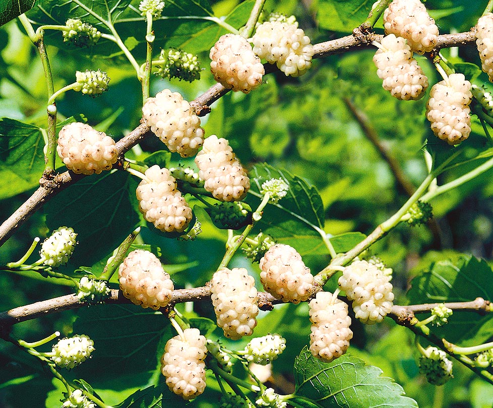 Шелковица белая 'Смуглянка'