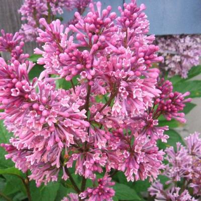 Сирень Престон 'Ноктюрн' (розовый)