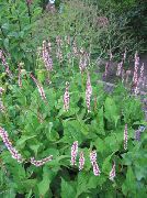 Горец свечевидный 'Джи. Си. Колор'