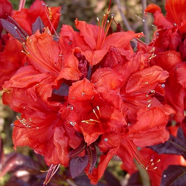 Рододендрон желтый (азалия) 'Роял Комманд' (красный)