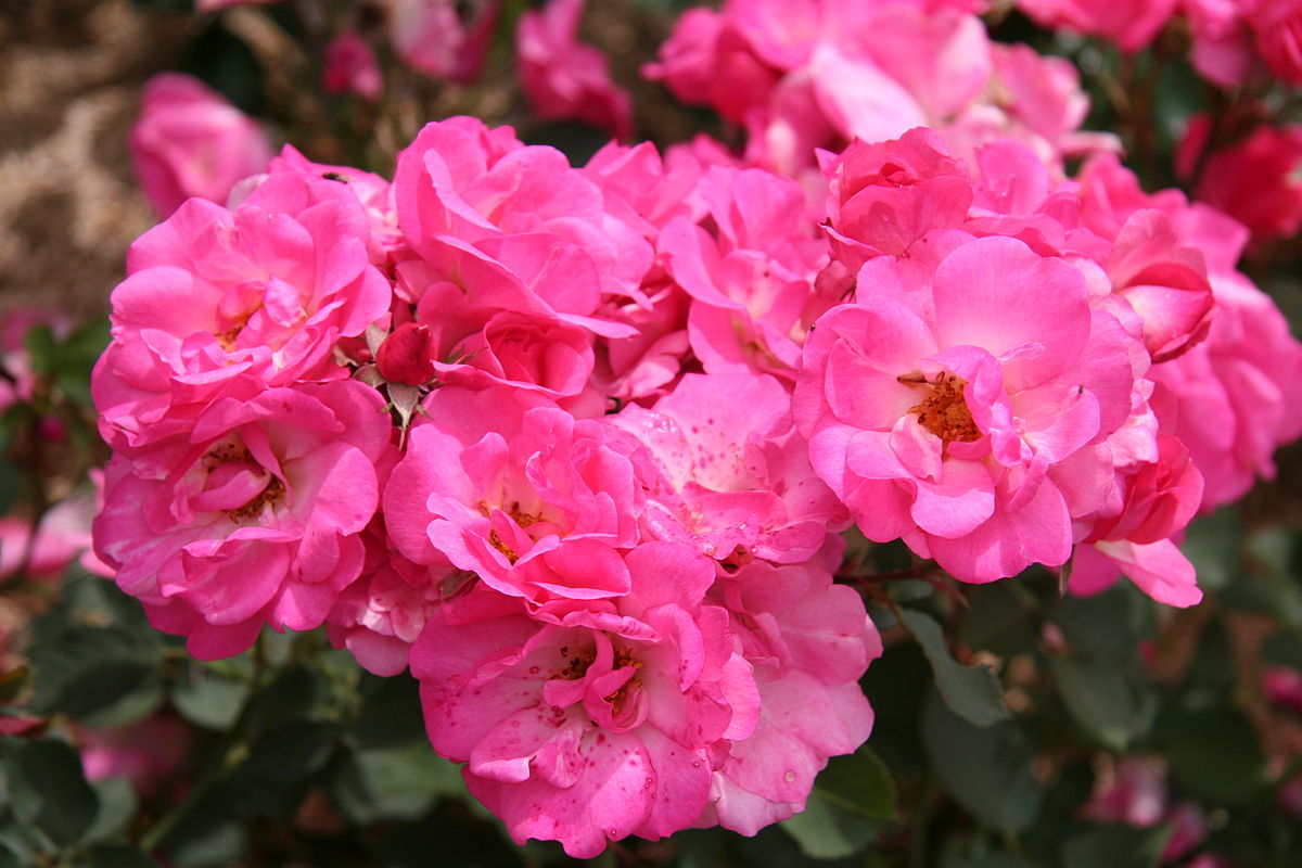 Роза 'Вилли де Роюлс' (флорибунда) (розово - малиновая)