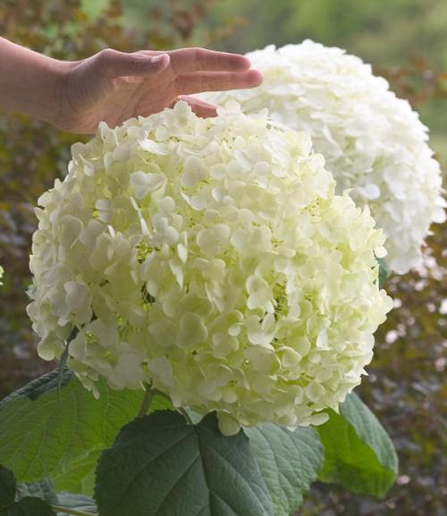 Гортензия древовидная 'Инкрэдибл'