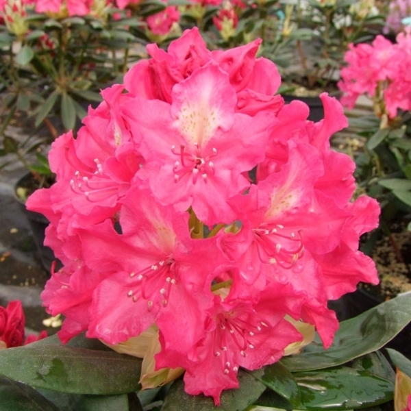 Рододендрон гибридный 'Ян III Собески' / 'Роял Амарант' (малиновый)