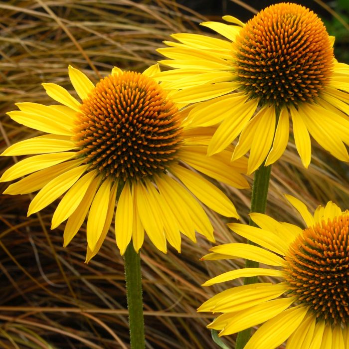 Эхинацея странная