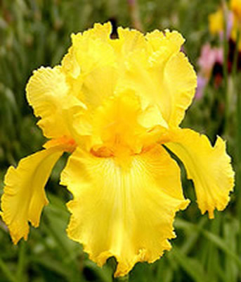 Ирис германский (бородатый) 'Октобер Сан' 