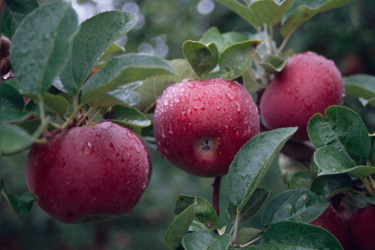 Яблоня домашняя 'Макинтош'