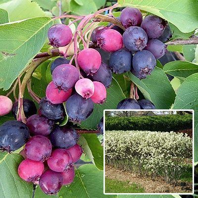 Ирга колосистая