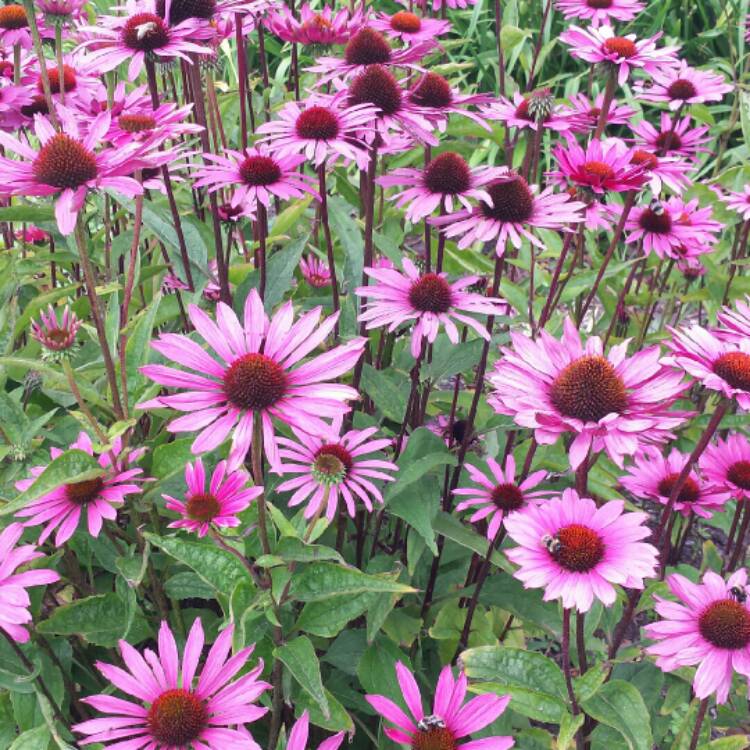 Эхинацея пурпурная 'Бравадо Роуз'