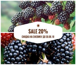 Скидка на Ежевику 20% до 30.06.2018