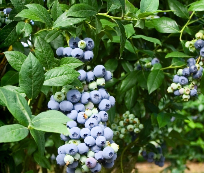 Голубика высокорослая 'Нортланд'