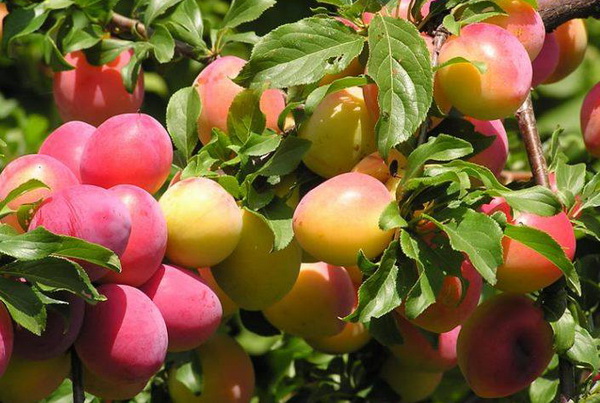 Алыча колоновидная