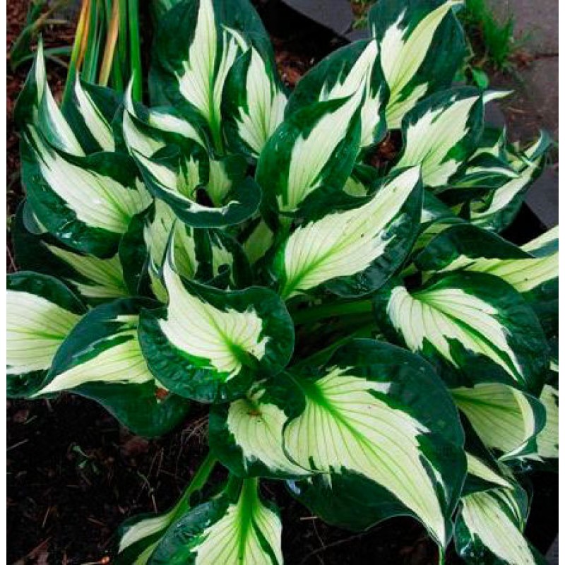 Хоста гибридная (вздутая, волнистая) 'Вирлвинд'