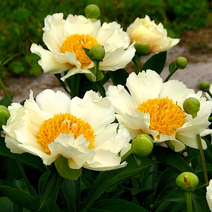 Пион молочноцветковый 'Клер де Лун' (желтый анемоноцветный)