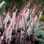 Клопогон ветвистый 'Пинк Спайк'