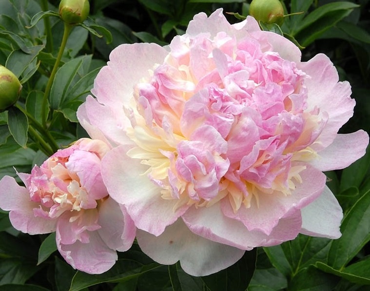 Пион молочноцветковый 'Распберри Санде' (розовый с желтым)