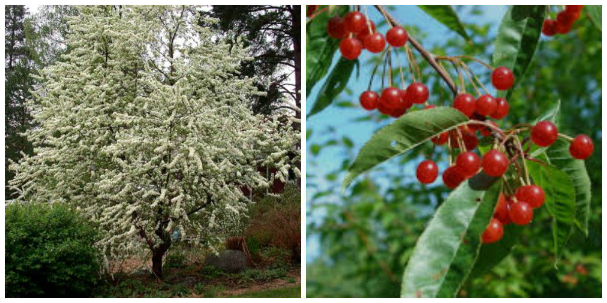Черемуха пенсильванская