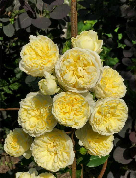 Роза 'Пилигрим' (английская) (лимонно-желтая)