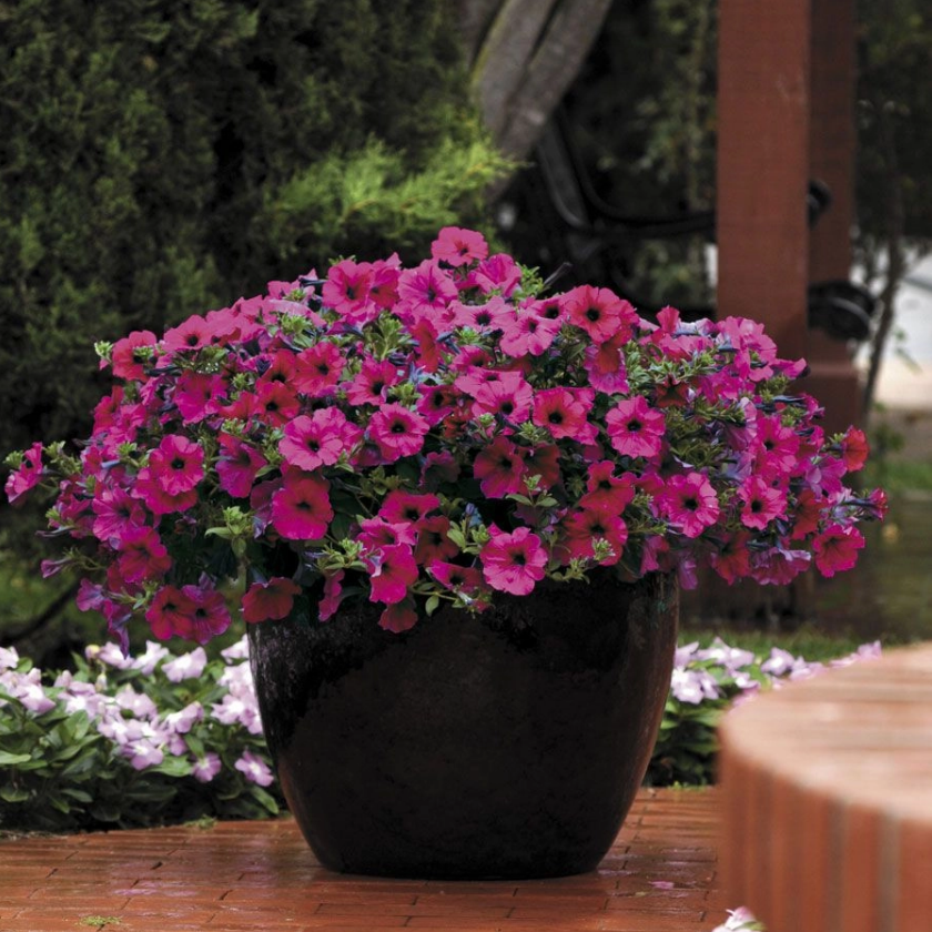 Петуния (сурфиния) гибридная 'Изи Вейв Пурпл' (пурпурный)