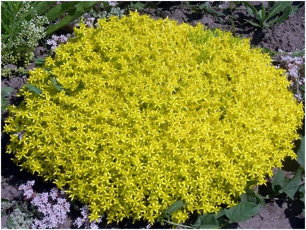 Седум едкий (Очиток)