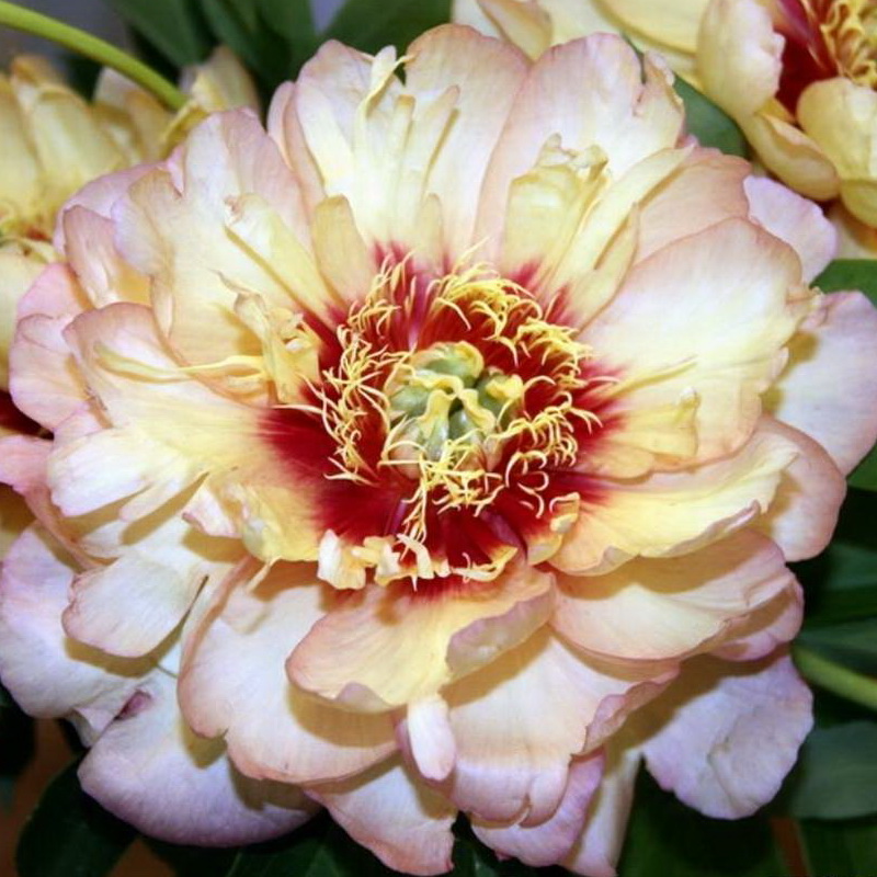 Пион Ито-гибрид 'Келлис Мемори' (розово - желтый)