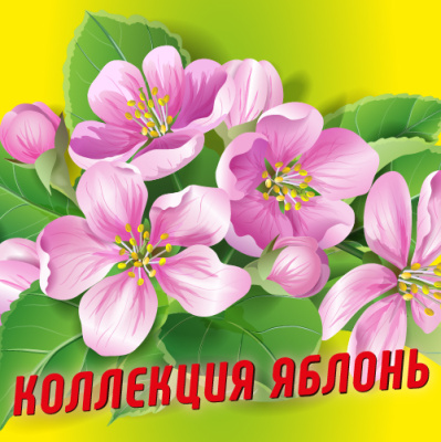 Декоративные Яблони 2024