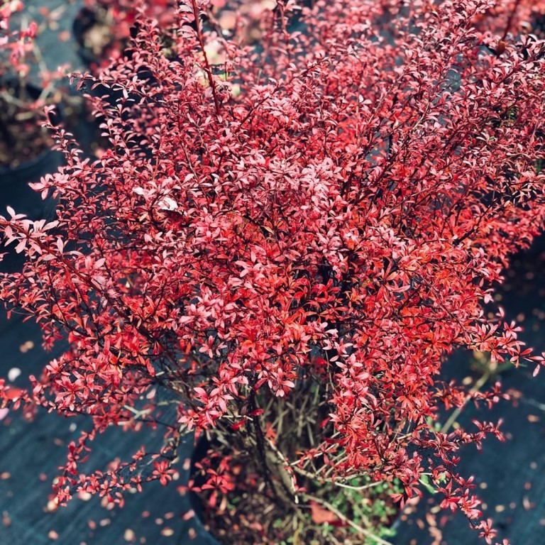 Барбарис Тунберга 'Ред Дрим'