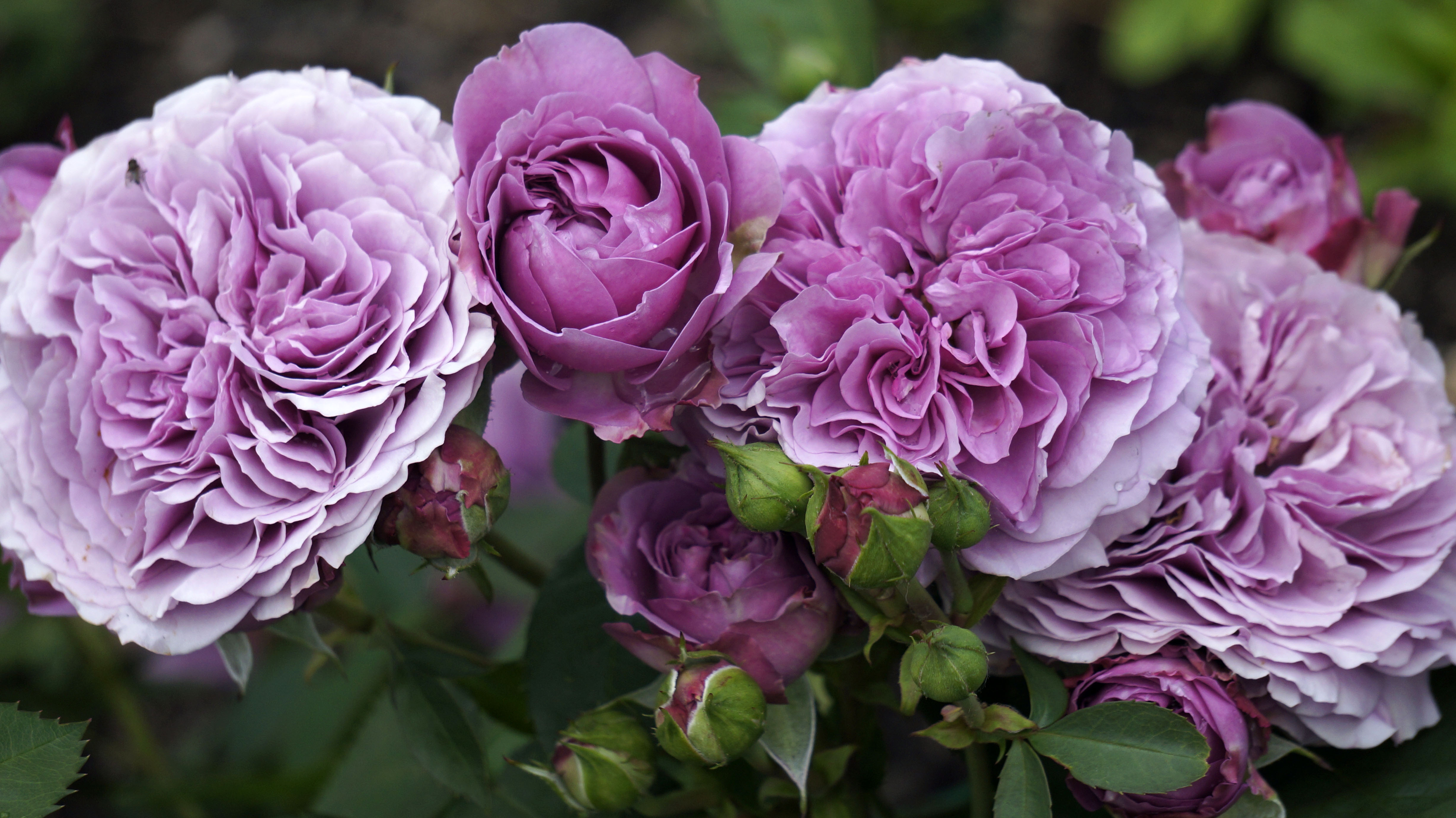 Роза 'Лавендер Айс' (флорибунда) (фиолетовая светлая)