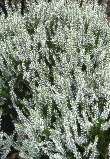 Вереск обыкновенный 'Мелания' ( белый)