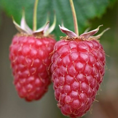 Малина 'Мапема'