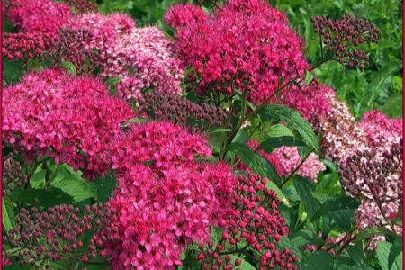 Спирея японская 'Суперстар'