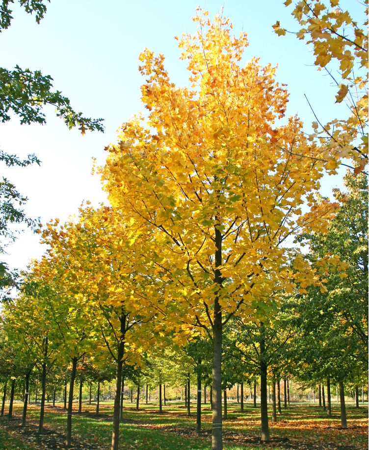 Клен остролистный 'Евростар'