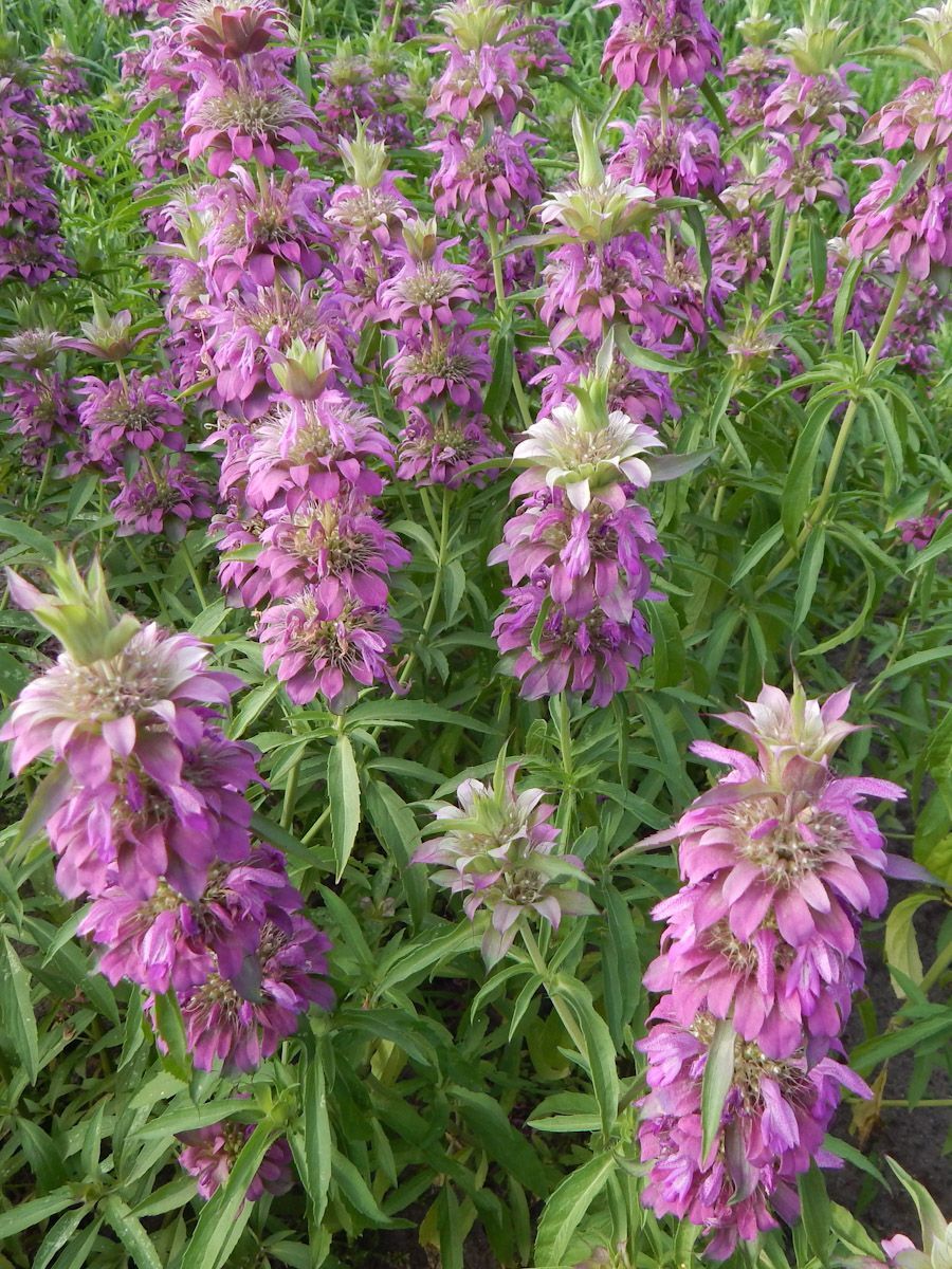 Монарда гибридная 'Бергамо' (фиолетовая)