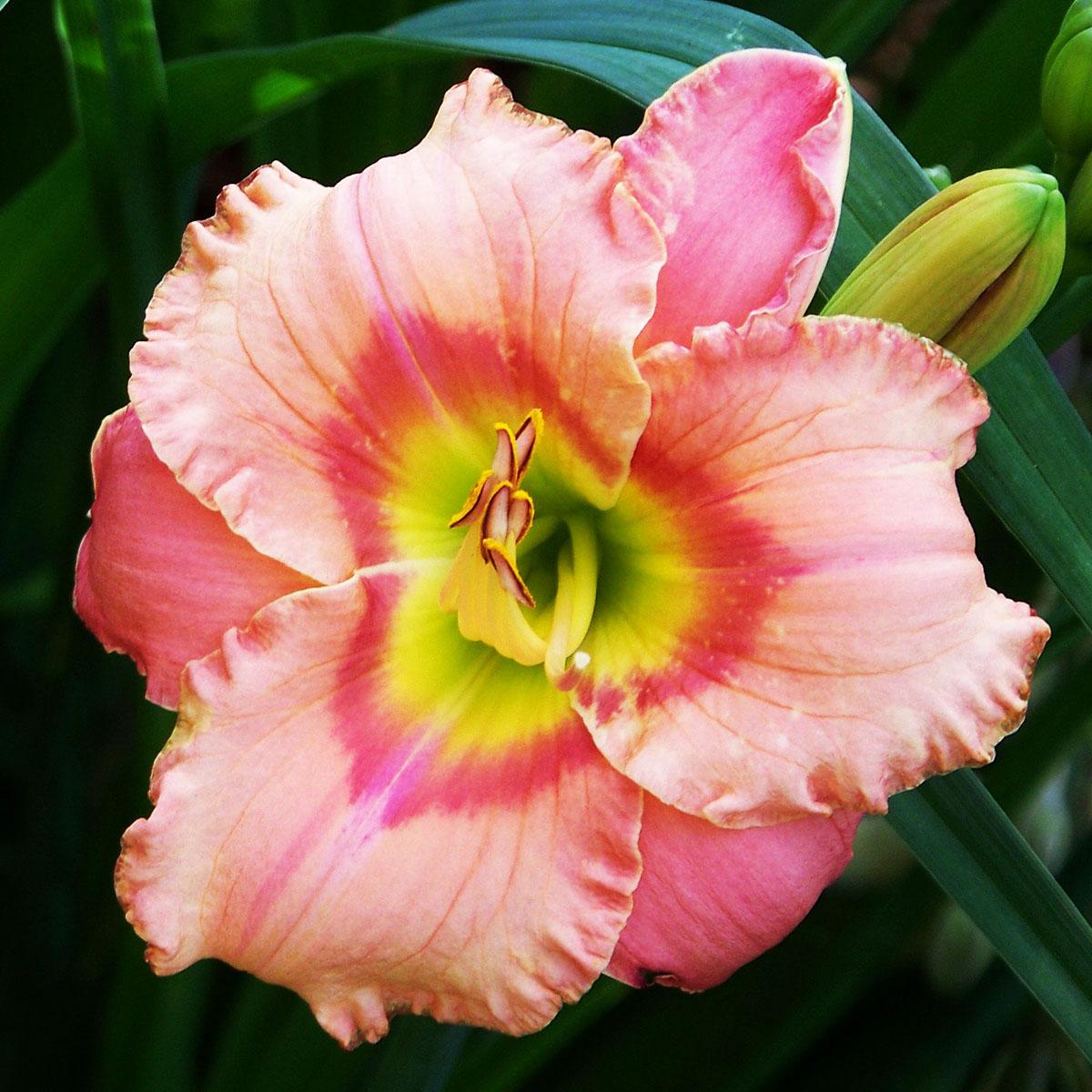 Лилейник поздний (Тунберга) 'Элегант Кэнди'