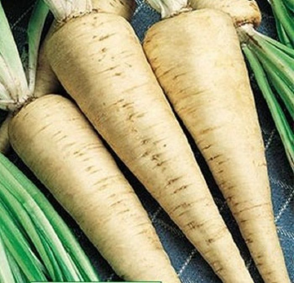 Семена Цикорий