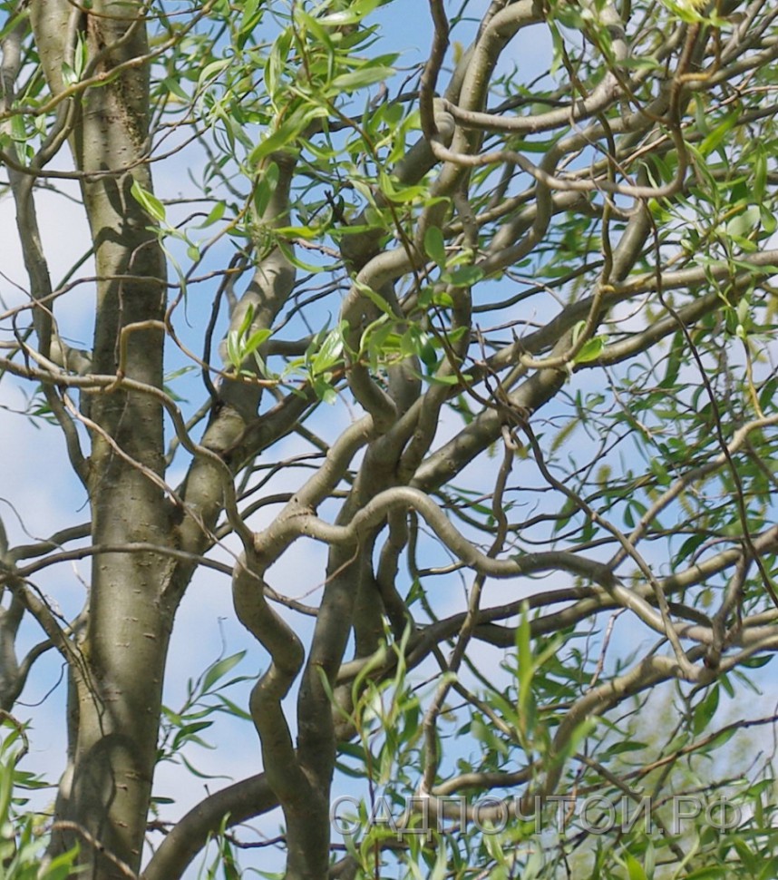 Ива гибридная (извилистая) 'Свердловская извилистая 1'