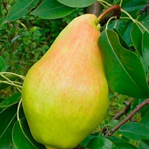 Груша 'Прибалтийская маслянистая'