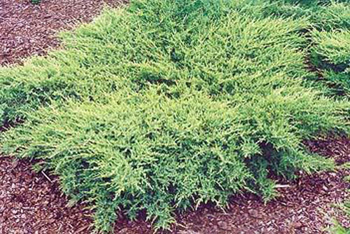 Можжевельник пфитцериана 'Пфитцериана Компакта'