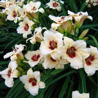 Лилейник гибридный 'Пандорас Бокс'