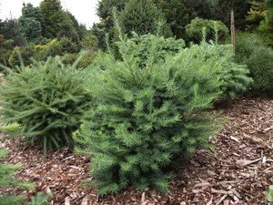 Лиственница тонкочешуйчатая (Кемпфера, японская) 'Грей Перл'