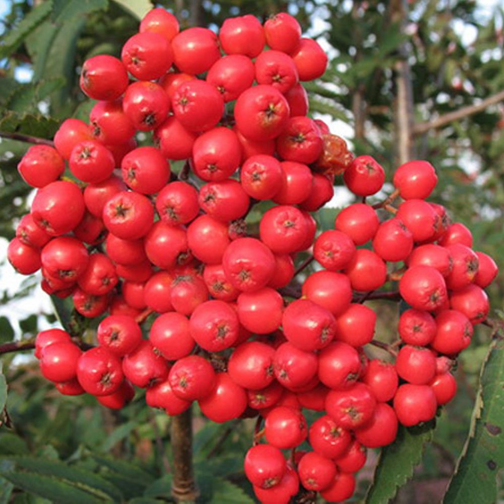 Рябина плодовая