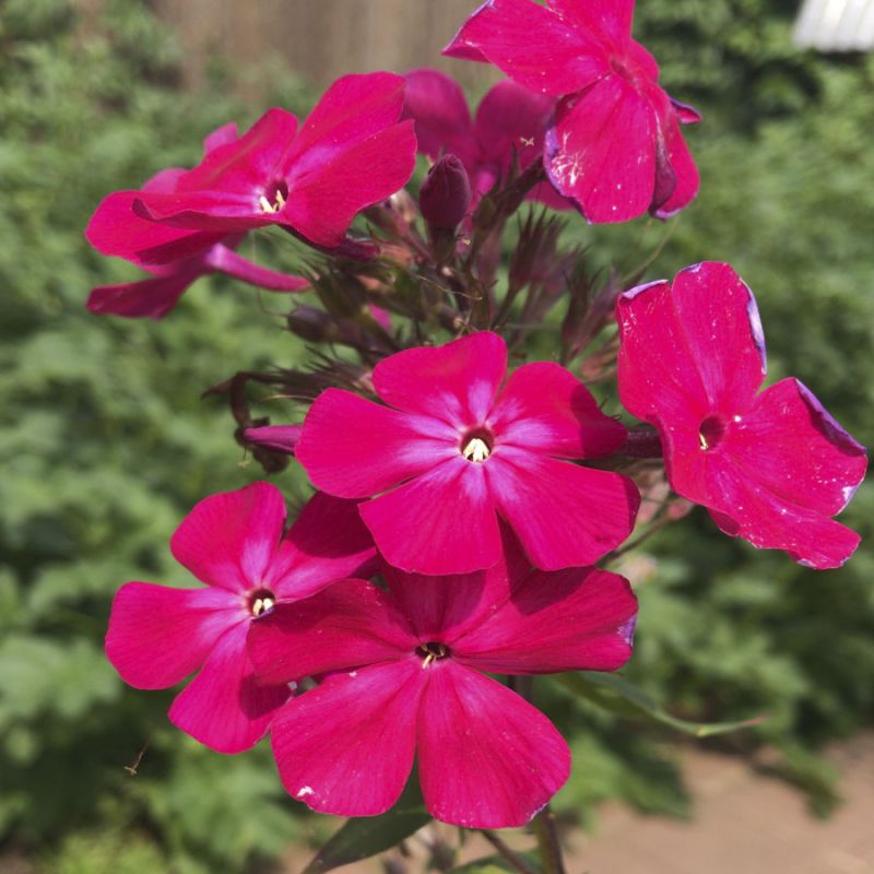 Флокс метельчатый 'Кармен'