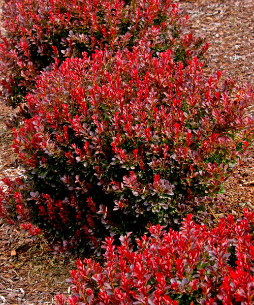 Барбарис Тунберга 'Ред Компакт'