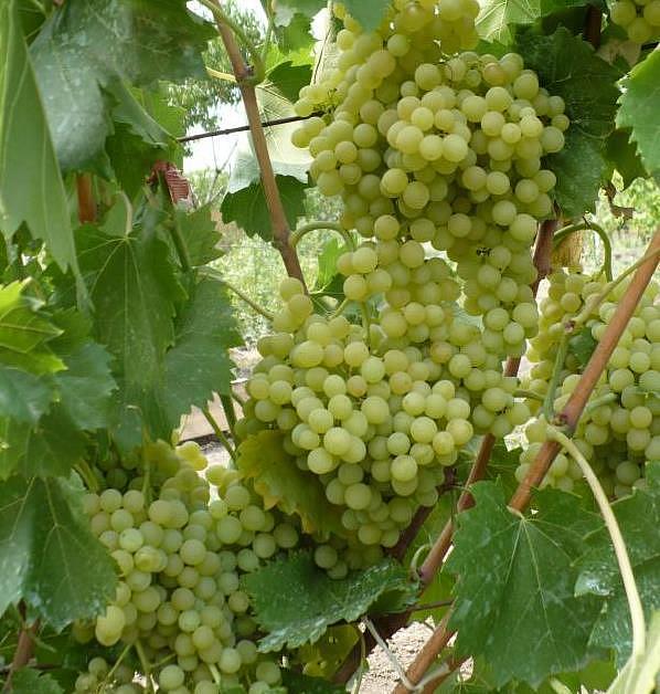 Виноград 'Кишмиш 342'