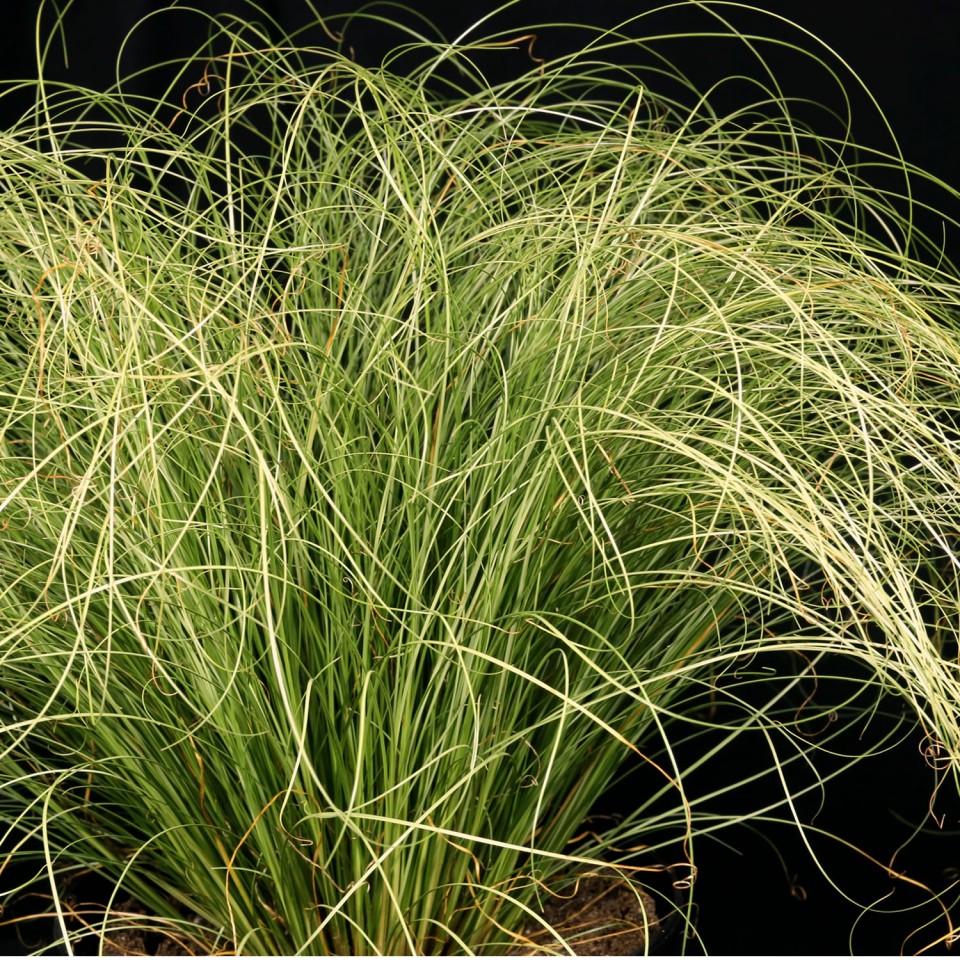 Осока власовидная