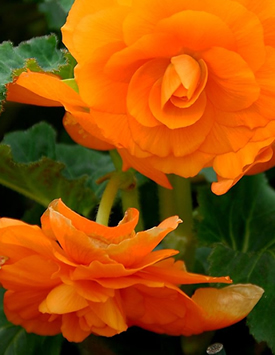 Бегония клубневая 'Нонстоп Мокка Дип Оранж' (оранжевая)